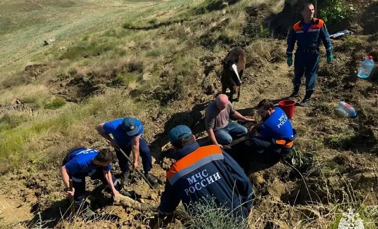Видео: Сотрудники МЧС спасли лошадь, застрявшую в грязи на окраине Грозного